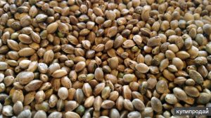 Легендарны семена конопли сорта Cannatonic от Resin Seeds